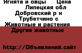 Ягнята и овцы   › Цена ­ 3 500 - Липецкая обл., Добровский р-н, Трубетчино с. Животные и растения » Другие животные   